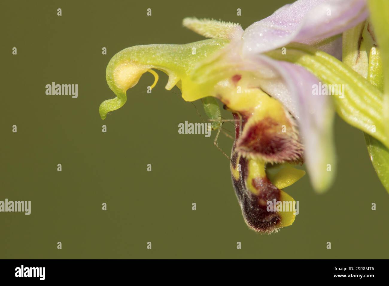 Insetto adulto afido su un fiore di orchidea (Ophrys apifera) in estate, Inghilterra, Regno Unito, Europa Foto Stock