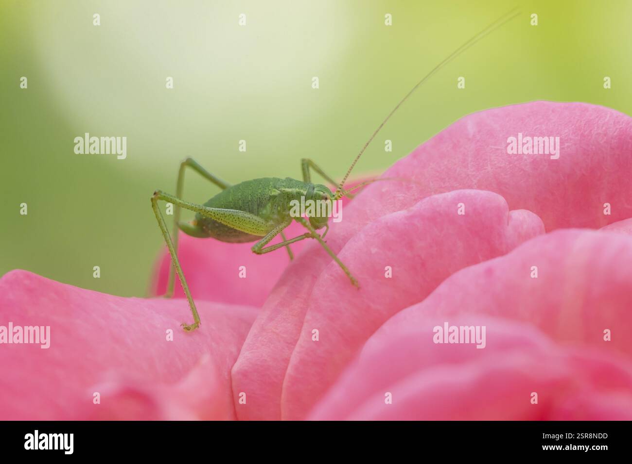 Cricket cespuglio macchiato (Leptophyes punctatissima) insetto adulto su un fiore di rosa del giardino in estate, Inghilterra, Regno Unito, Europa Foto Stock