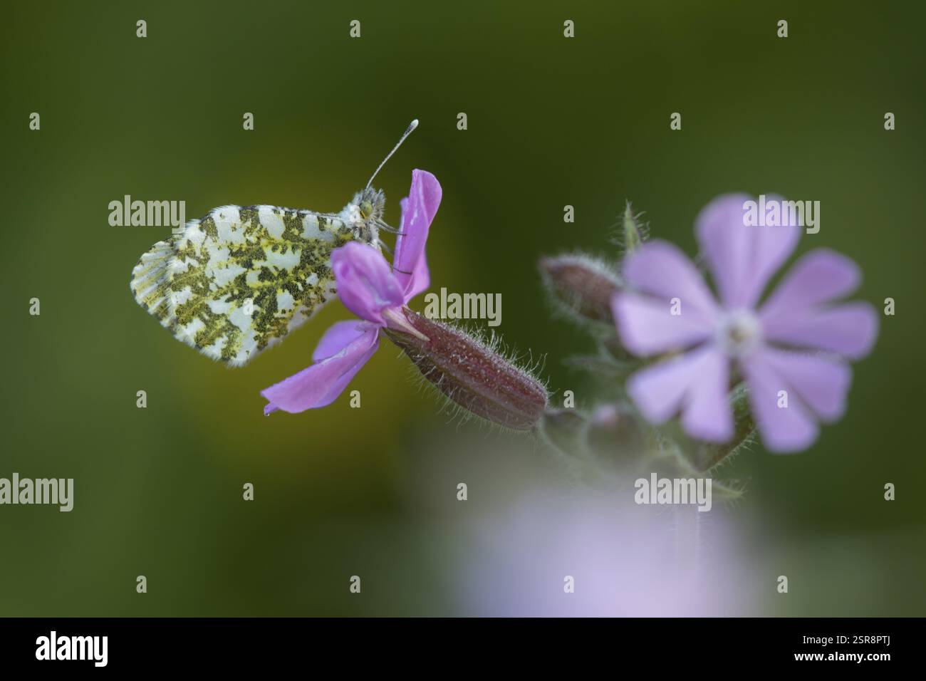 Farfalla con punta d'arancia (cardamine Anthocharis) insetto adulto che riposa sul giardino fiori campion rossi in primavera, Inghilterra, Regno Unito, Europa Foto Stock
