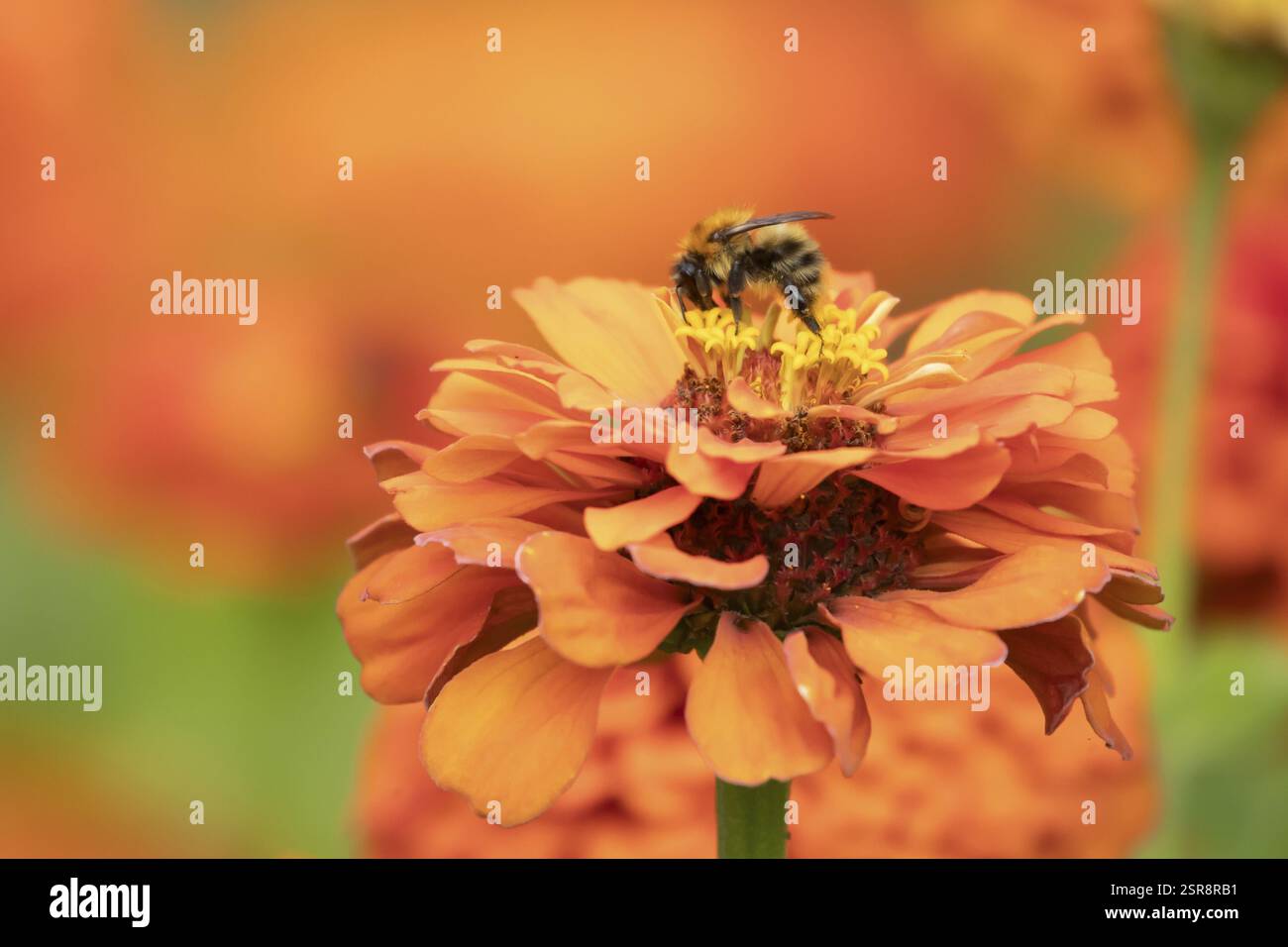 Ape da cardentiere comune (Bombus pascuorum) insetti adulti che si nutrono di un fiore d'arancia in un giardino urbano in estate, Inghilterra, Regno Unito, Europa Foto Stock