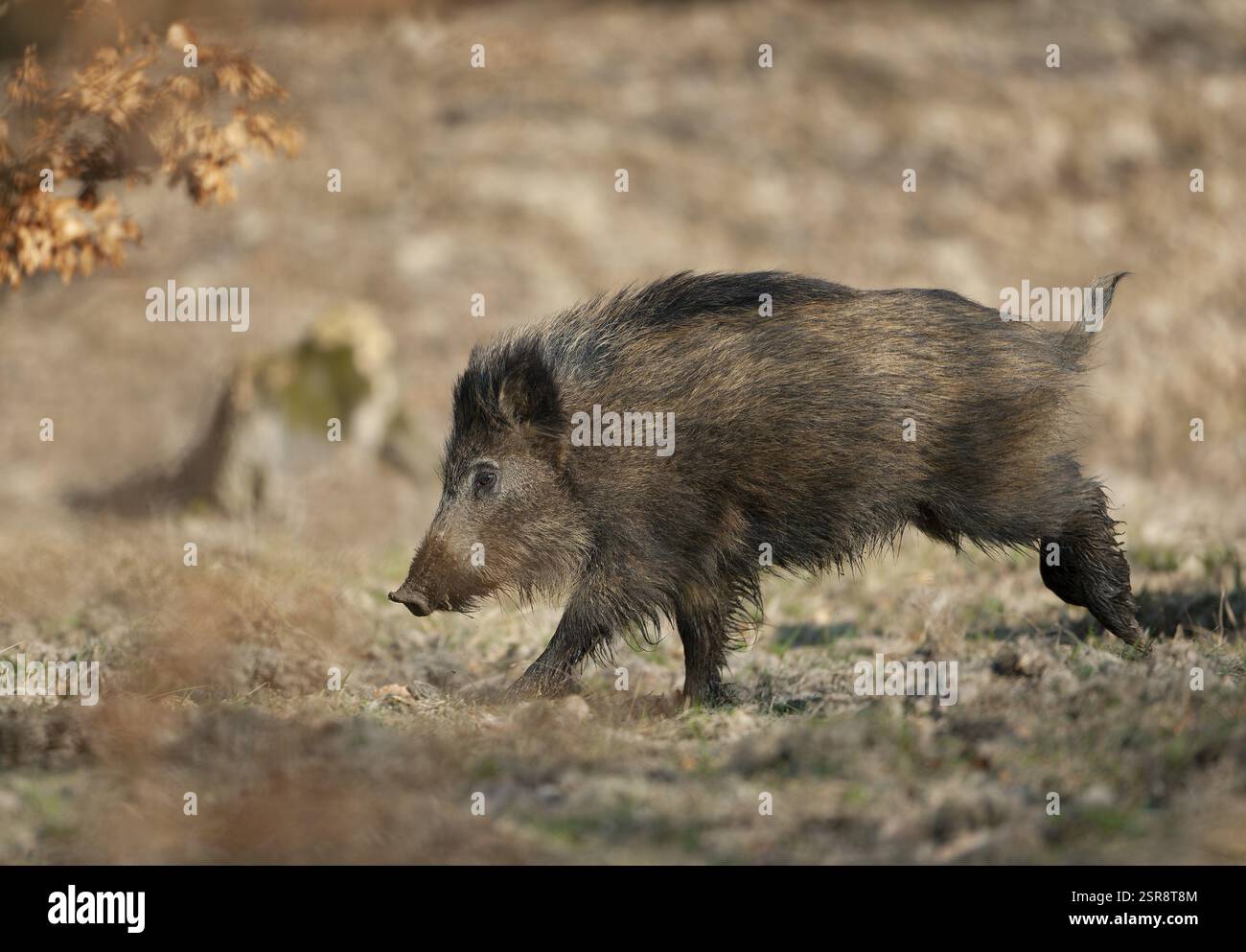 Cinghiale, cinghiale (Sus scrofa), giovane cinghiale che corre attraverso una radura forestale, Germania, Europa Foto Stock