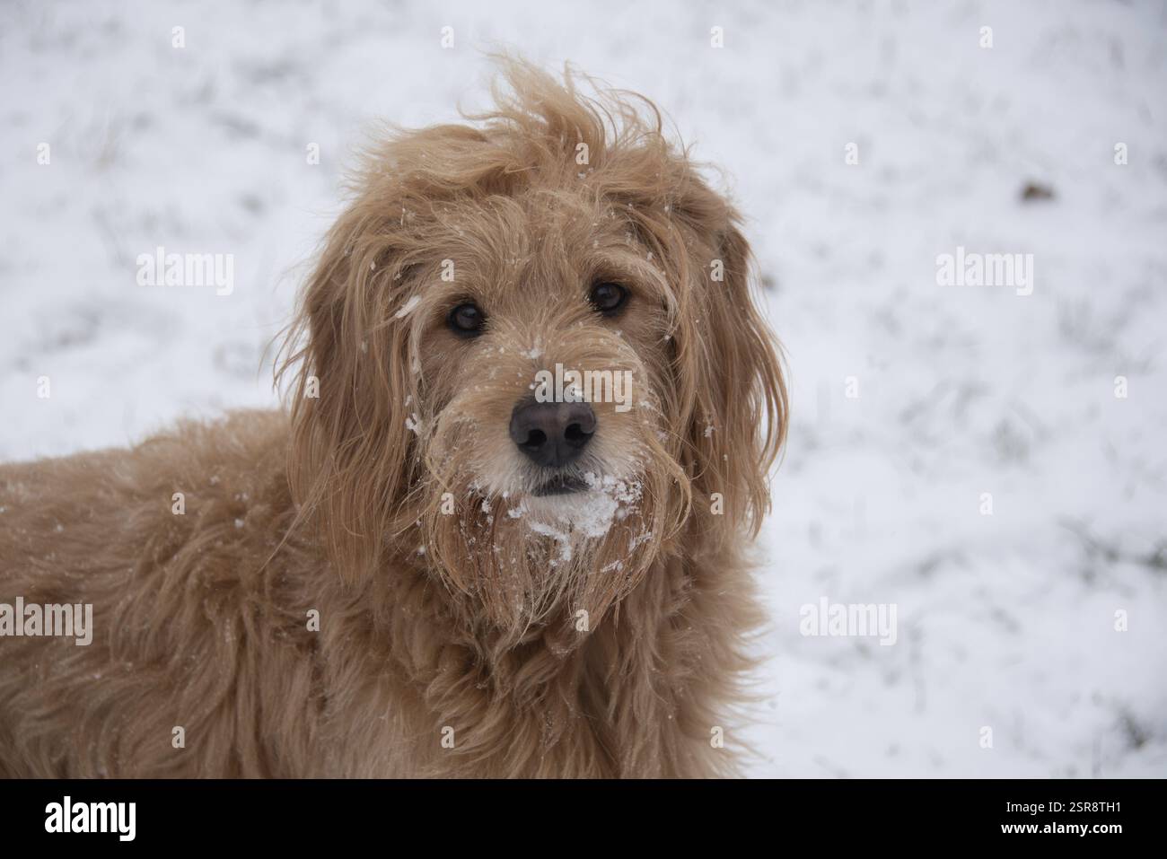 Cane dai capelli lunghi nella neve, preso dalla vicina Germania, Europa Foto Stock