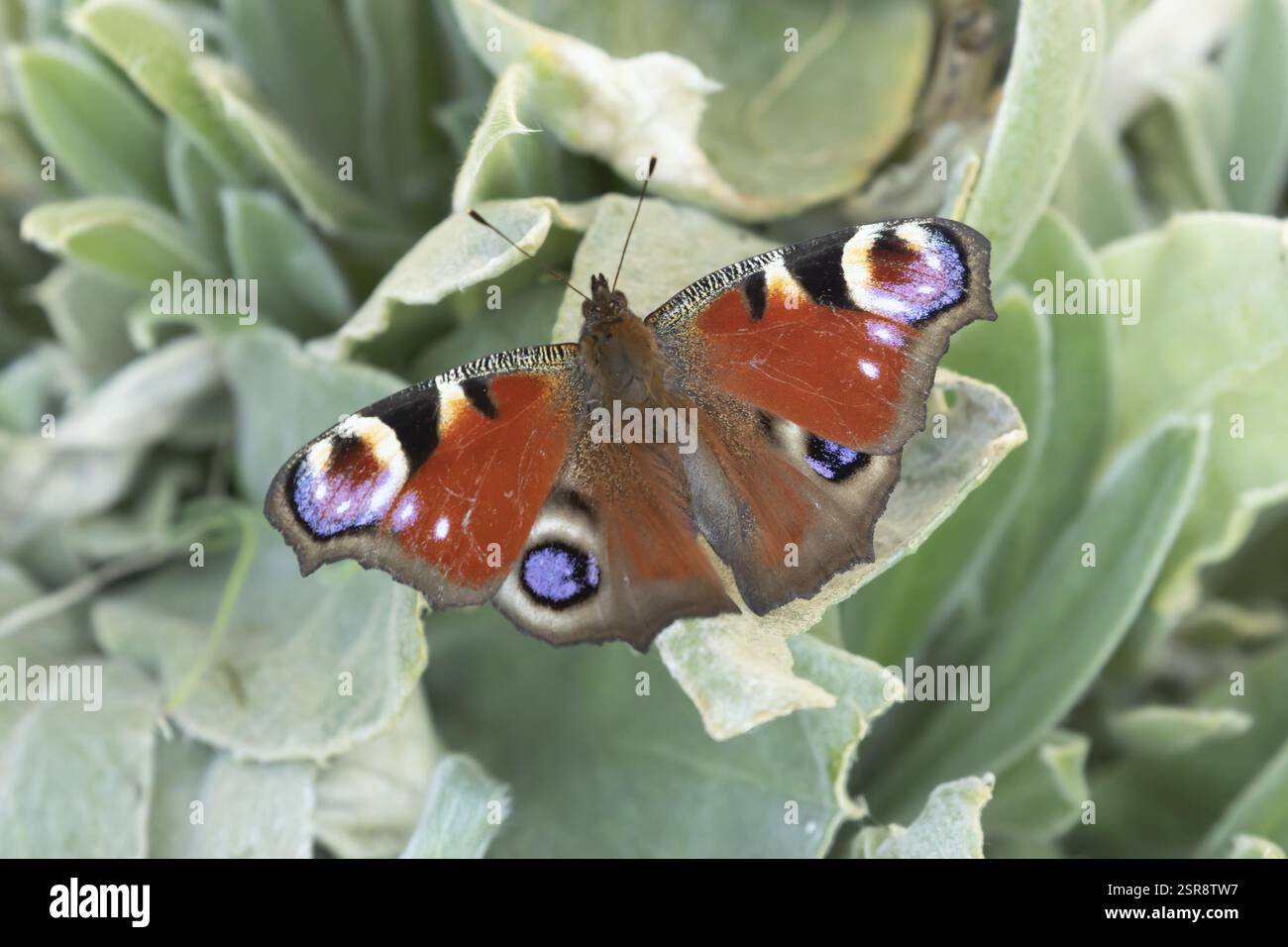 Farfalla di pavone (Aglais io) insetto adulto che riposa sulle foglie di piante da giardino in estate, Inghilterra, Regno Unito, Europa Foto Stock