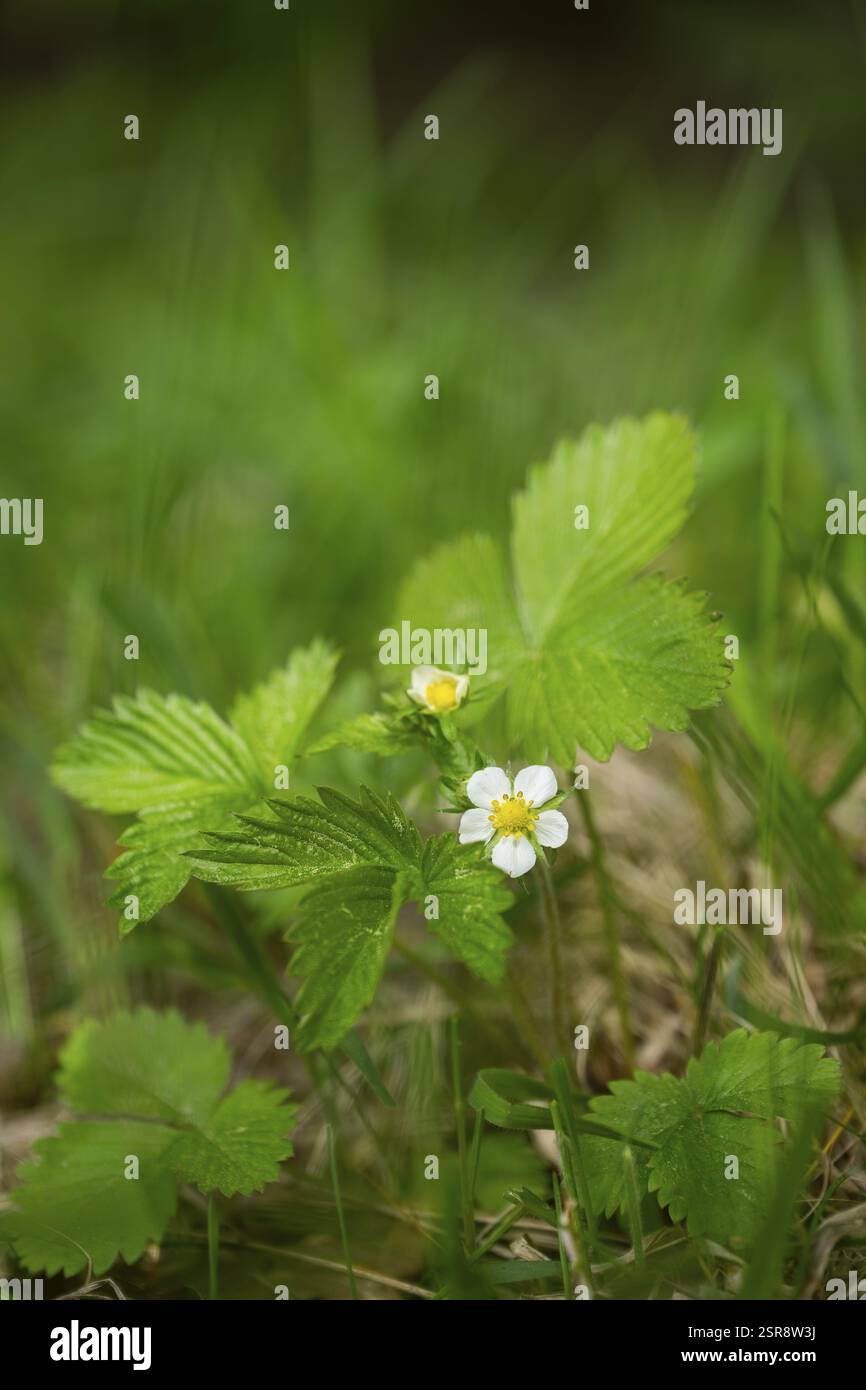 Primo piano di una fragola selvatica (Fragaria vesca) che fiorisce in un prato in primavera, Baviera, Germania, Europa Foto Stock
