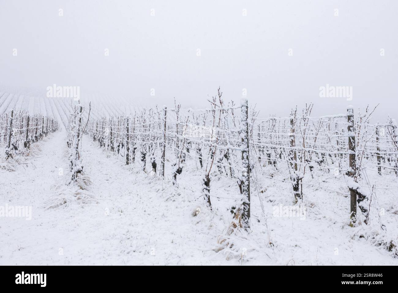 Vigneti ricoperti di neve in un paesaggio invernale freddo, valle di Rems, distretto di Rems-Murr, Baden-Wuerttemberg, Germania, Europa Foto Stock