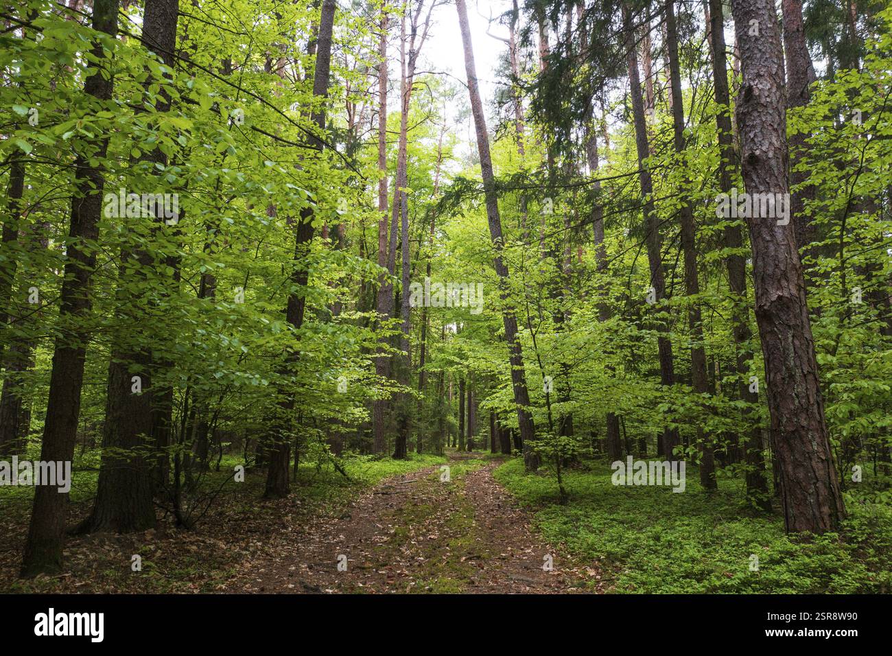 Sentiero forestale che attraversa una foresta decidua, silvicoltura, estate, Mondseeland, Salzkammergut, alta Austria, Austria, Europa Foto Stock