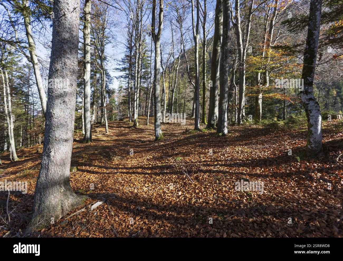 Faggeta sul sentiero escursionistico per Schwarzer Berg, Golling, Osterhorngruppe, provincia di Salisburgo, Austria, Europa Foto Stock