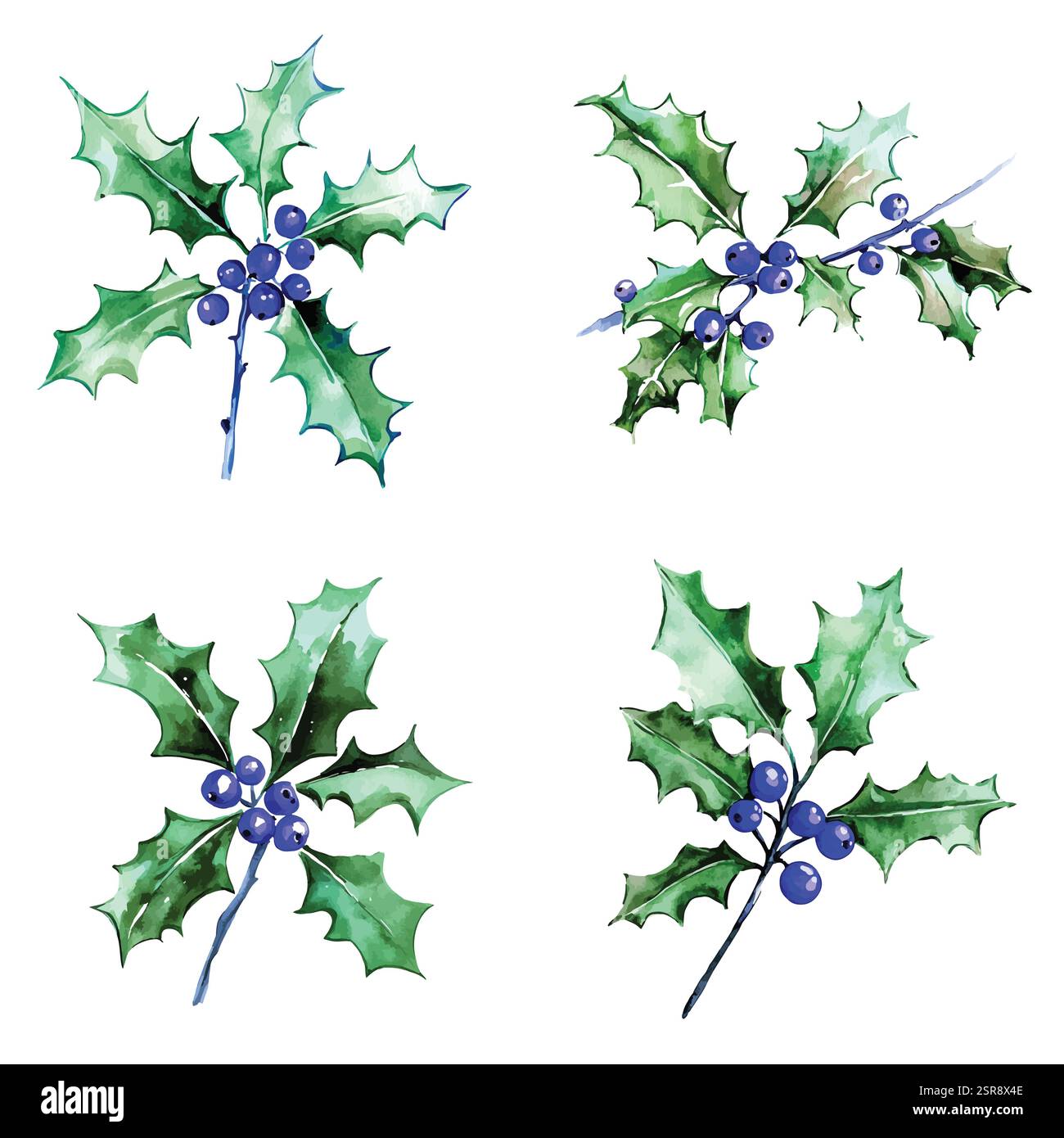 Un'illustrazione ad acquerello disegnata a mano del concetto di illustrazione disegnata a mano di Christmas Holly Plant, tracciata e vettorizzata dall'immagine. L'illustrazione è Illustrazione Vettoriale