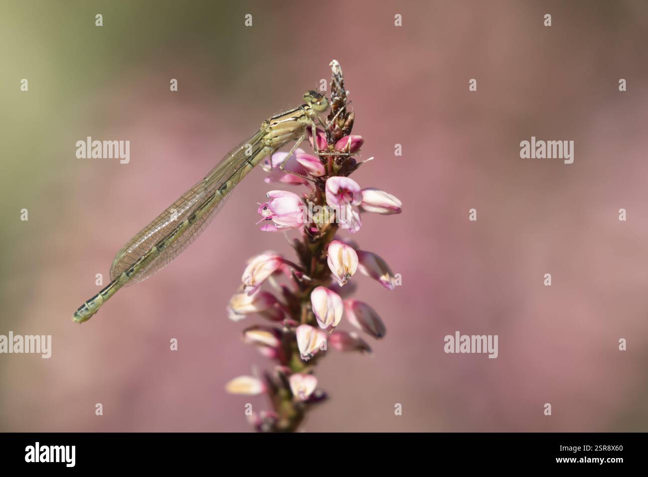 Una damascala blu comune (Enallagma cyathigerum) insetto femmina adulto che riposa su un fiore da giardino in estate, Inghilterra, Regno Unito, Europa Foto Stock