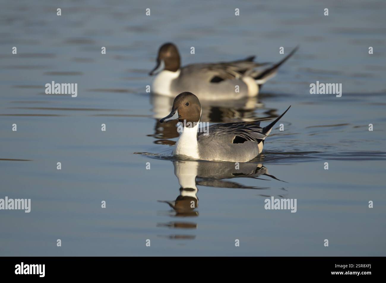 Anatra alla coda del Nord (Anas acuta) due uccelli maschi adulti su un lago, Inghilterra, Regno Unito, Europa Foto Stock