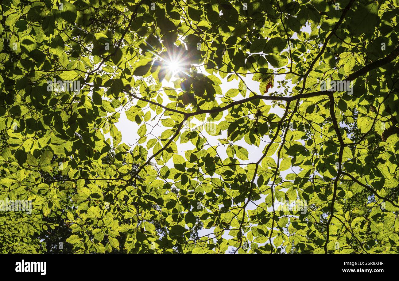 Un raggio di luce cade attraverso il baldacchino di una foresta di faggi, Mondseeland, Salzkammergut, alta Austria, Austria, Europa Foto Stock