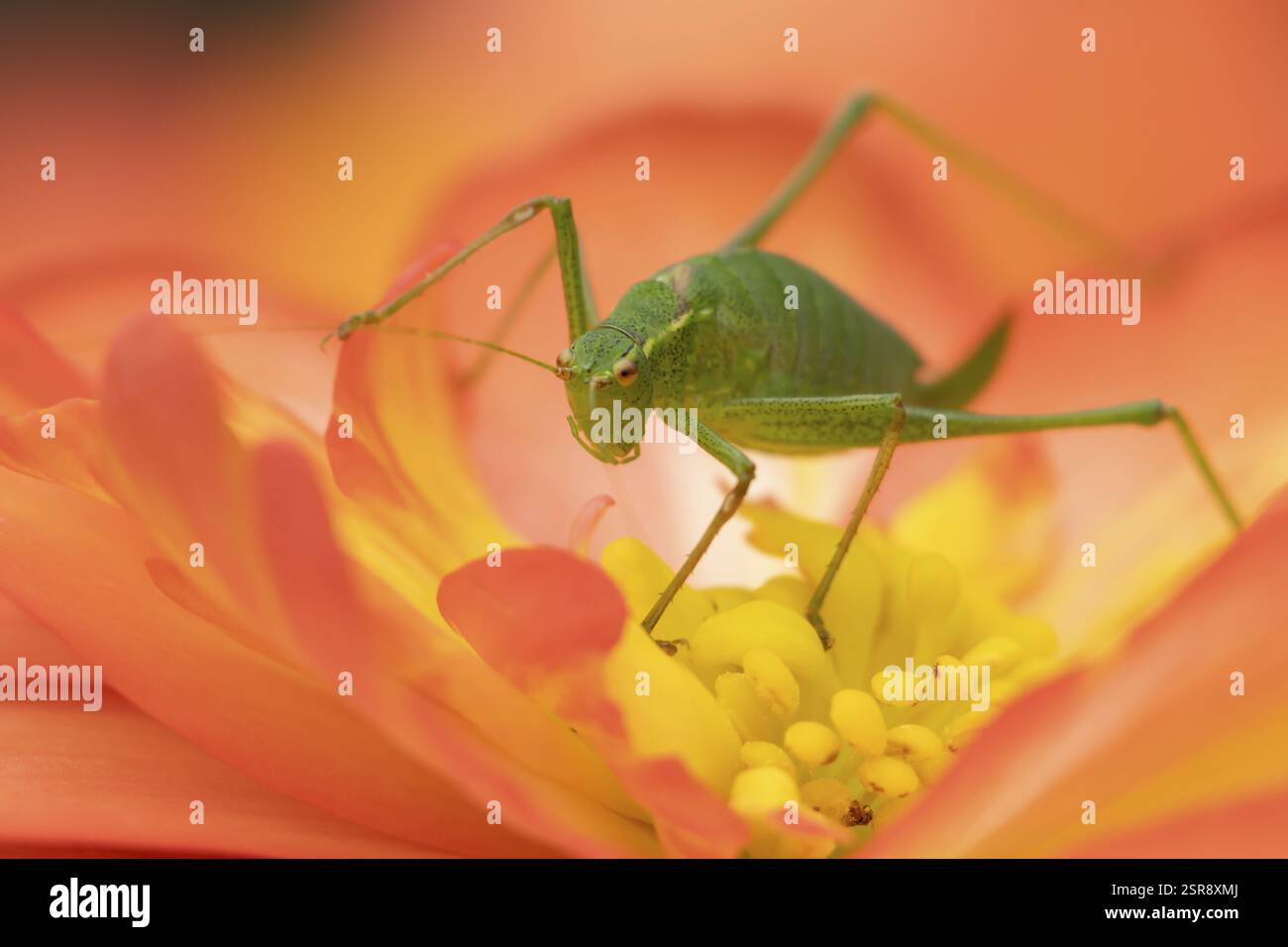 Cricket cespuglio macchiato (Leptophyes punctatissima) insetto adulto su un fiore di Begonia giardino in estate, Inghilterra, Regno Unito, Europa Foto Stock