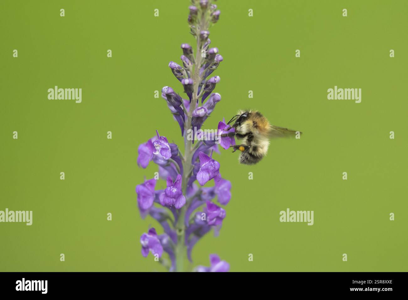 Ape cardante comune (Bombus pascuorum) insetto adulto che si nutre di un fiore viola di Toadflax in un giardino urbano in estate, Inghilterra, Regno Unito, Europa Foto Stock