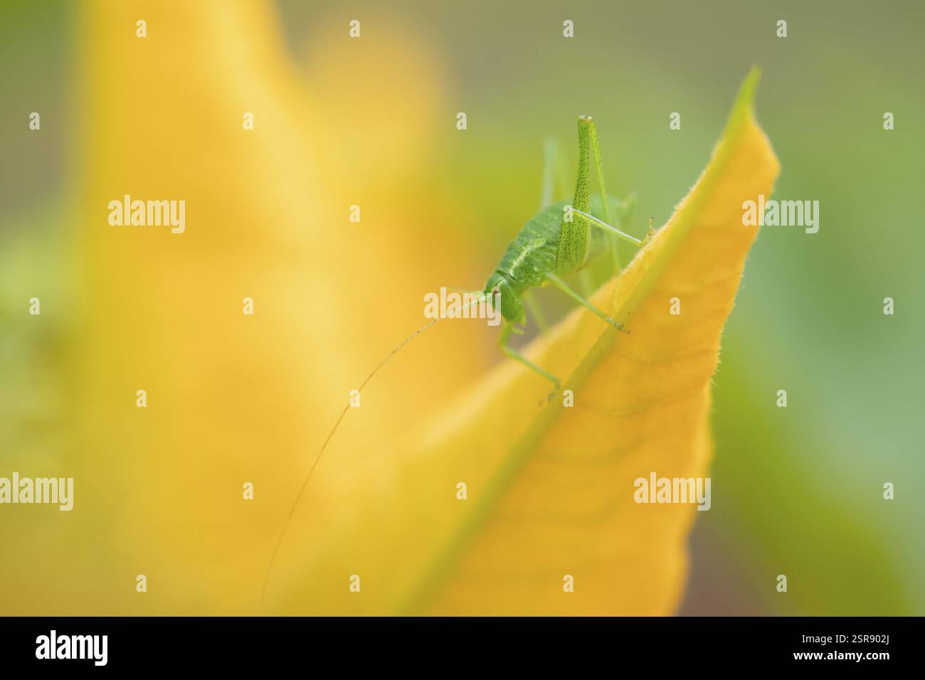 Cricket cespuglio macchiato (Leptophyes punctatissima) insetto adulto su un fiore vegetale di zucchine da giardino in estate, Inghilterra, Regno Unito, Europa Foto Stock