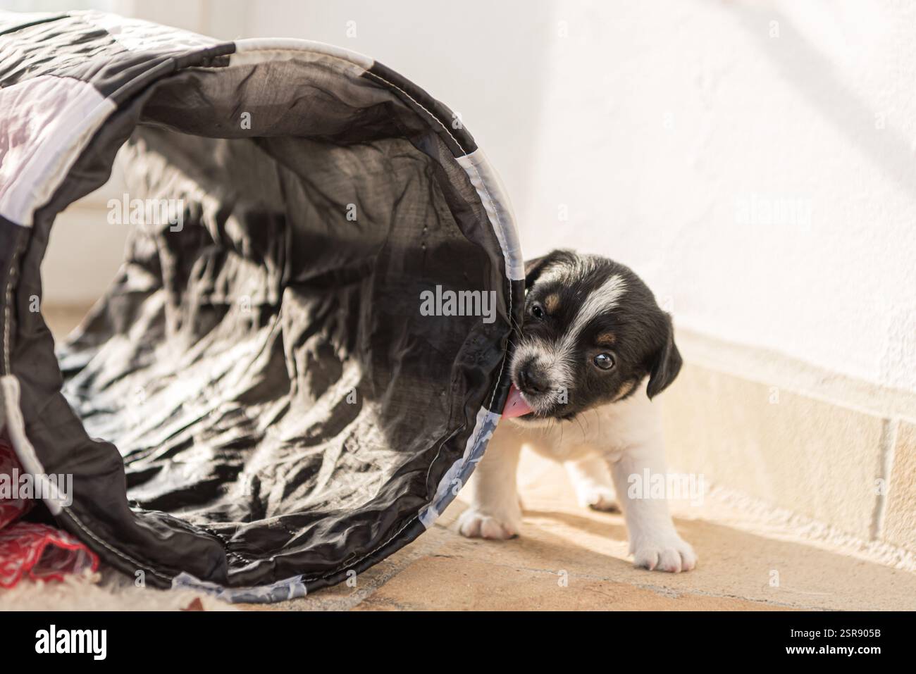 esplorando giocosamente un tunnel, il cucciolo di 4,5 settimane jack russell vive un momento vitale per l'impronta Foto Stock