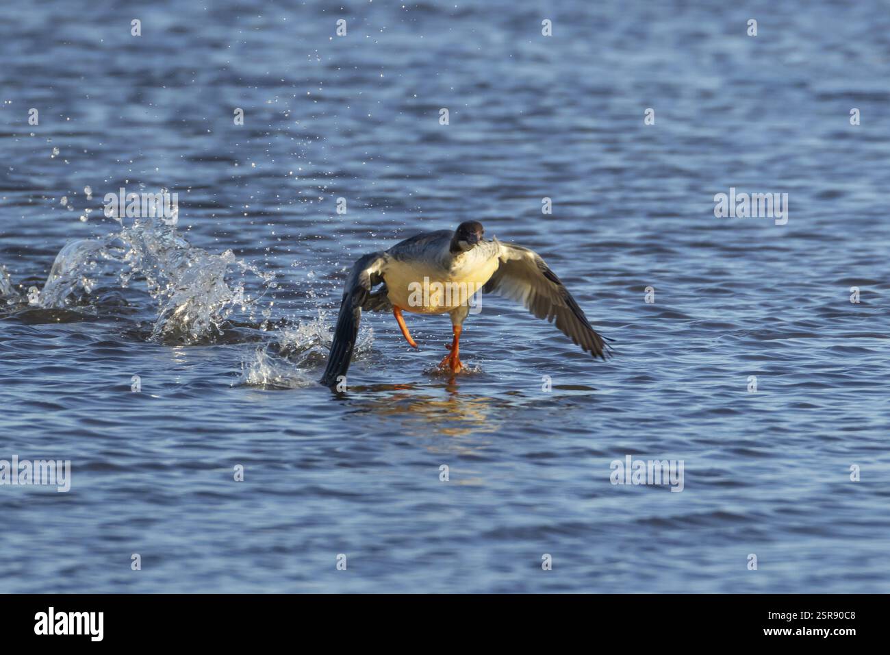 Goosander (Mergus Merganser) uccello femmina adulto che scorre sull'acqua di un lago, Inghilterra, Regno Unito, Europa Foto Stock