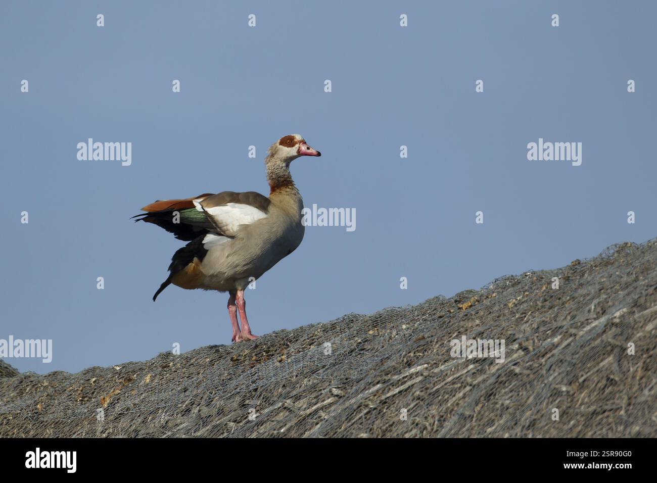 Oca egiziana (Alopochen aegyptiaca) uccello adulto su un tetto di paglia di un edificio, Inghilterra, Regno Unito, Europa Foto Stock
