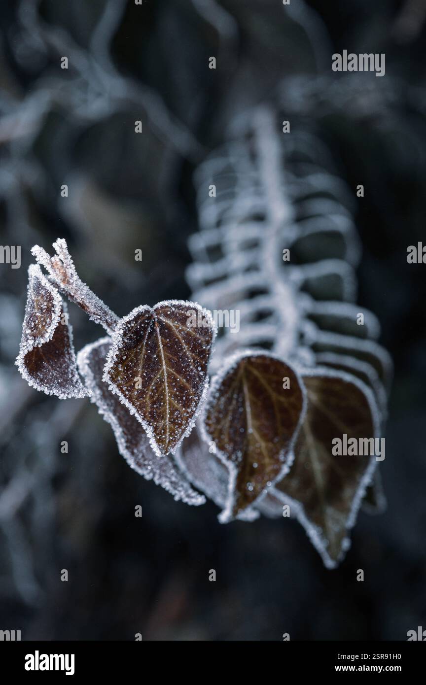 Primi piani di soggetti ghiacciati e congelati catturati con un obiettivo macro, che mette in evidenza la bellezza intricata dei dettagli ghiacciati dell'inverno. Foto Stock