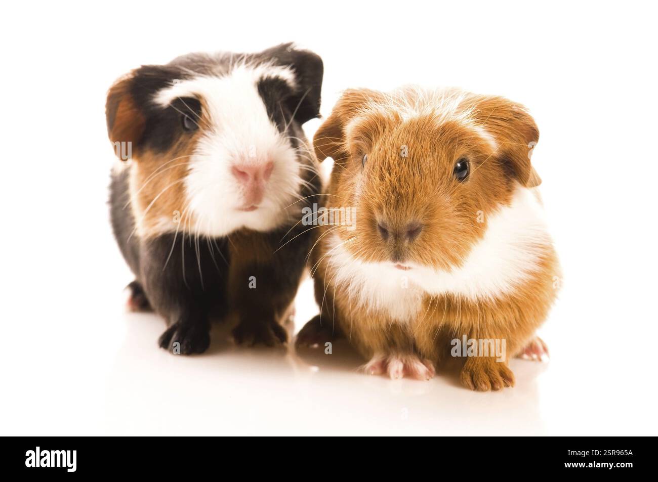 Baby cavie Foto Stock