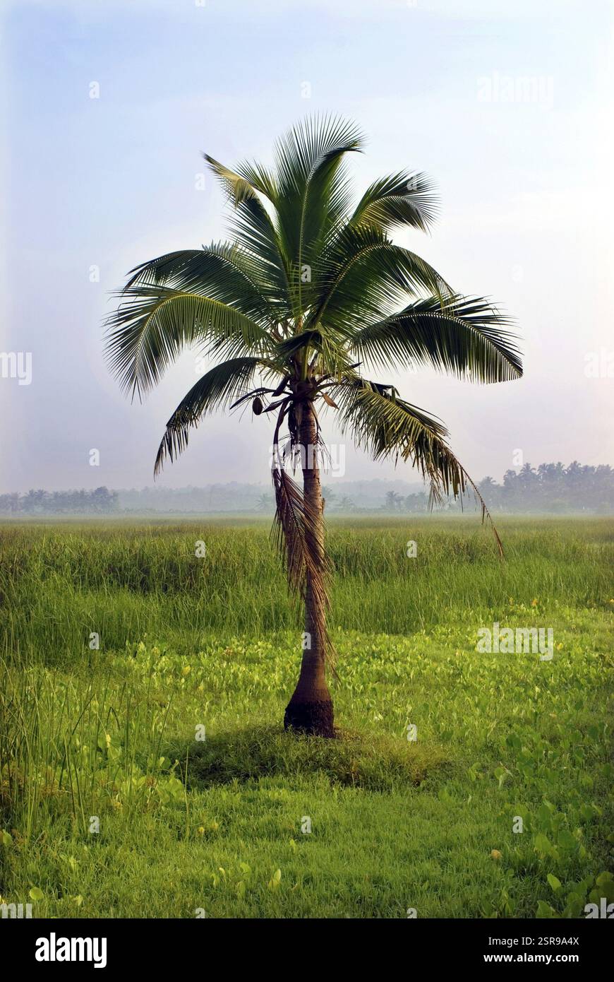 Palma da cocco con noce singola in terra paludosa, Trivandrum Thiruvananthapuram, Kerala, India, Asia Foto Stock