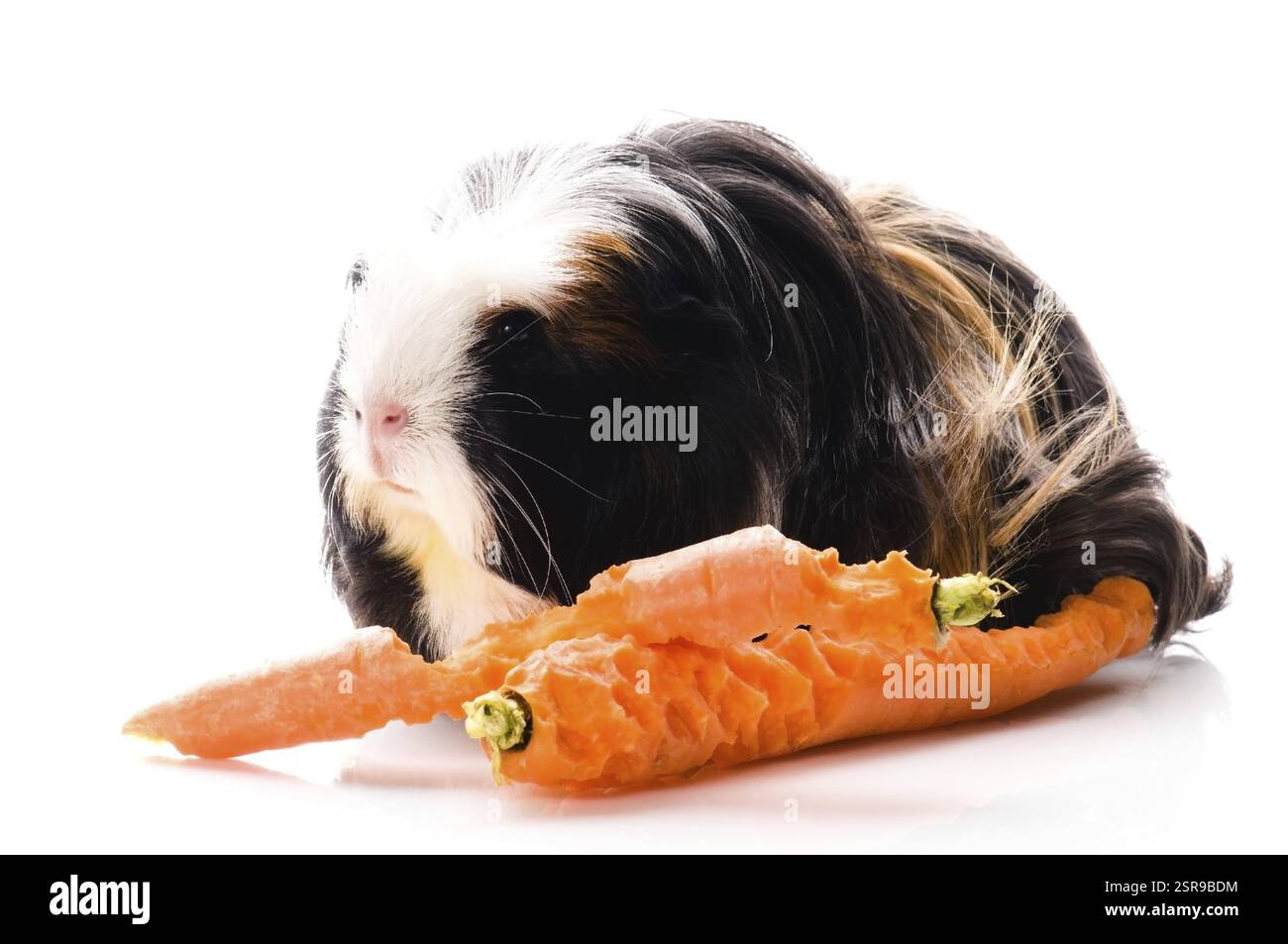 Porcellino di Guinea con carote, polonia Foto Stock
