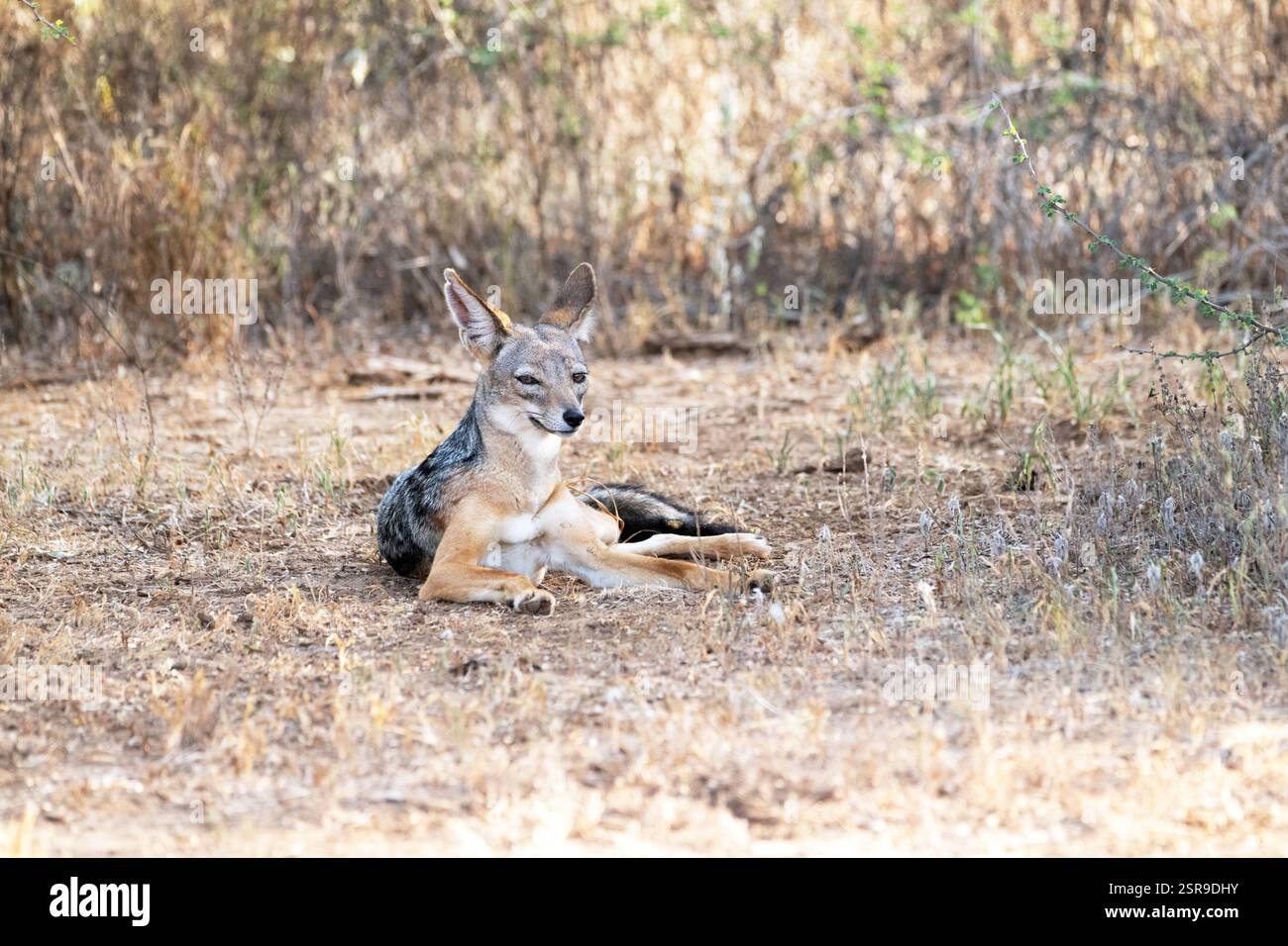 Lo sciacallo nero (Canis mesomelus), noto anche come lo sciacallo argentato Foto Stock