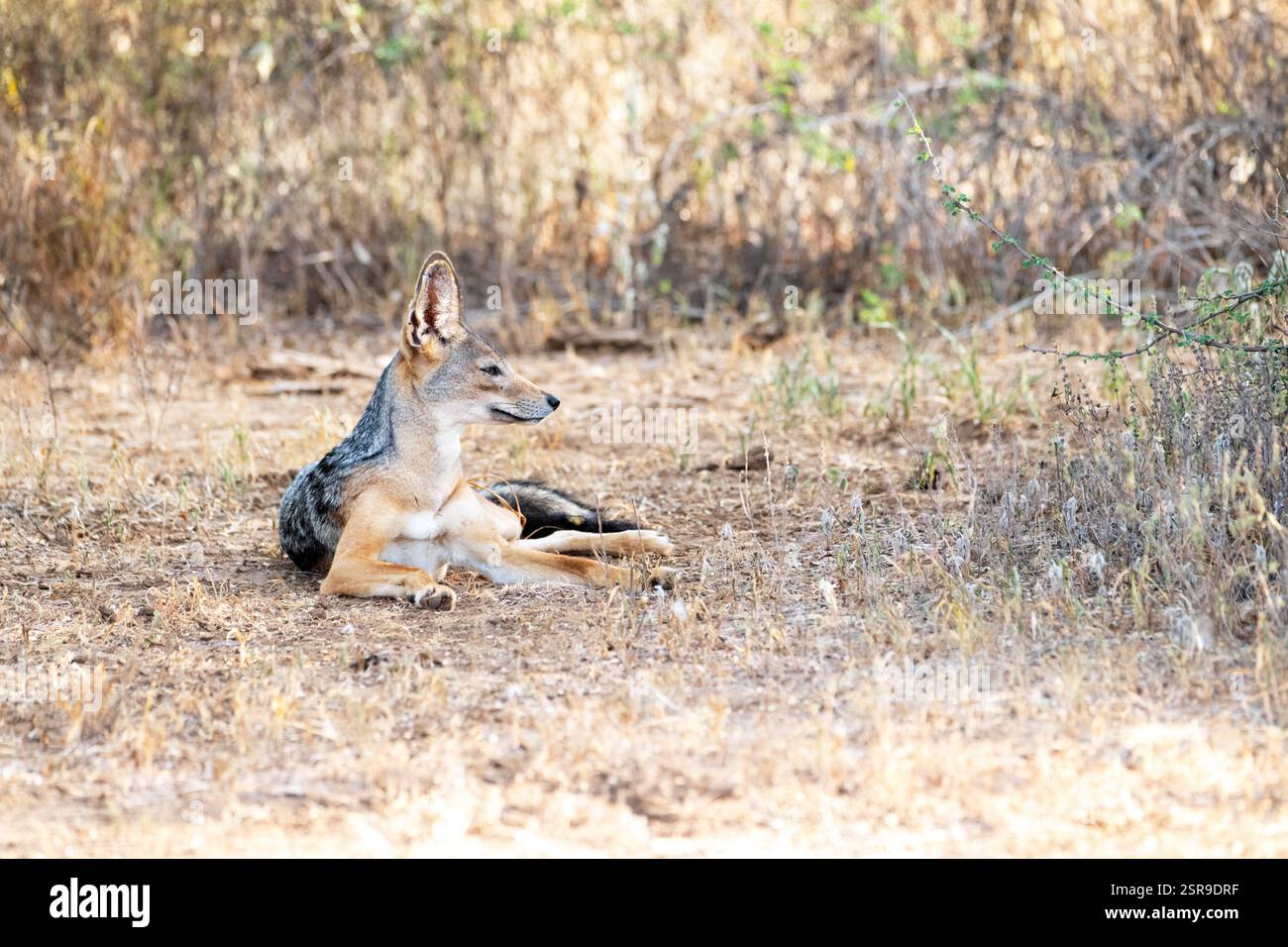Lo sciacallo nero (Canis mesomelus), noto anche come lo sciacallo argentato Foto Stock
