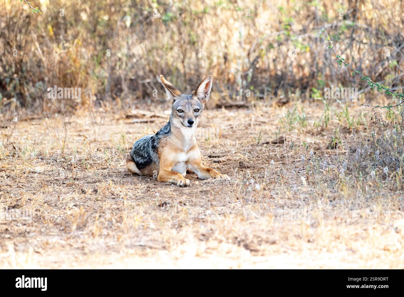 Lo sciacallo nero (Canis mesomelus), noto anche come lo sciacallo argentato Foto Stock