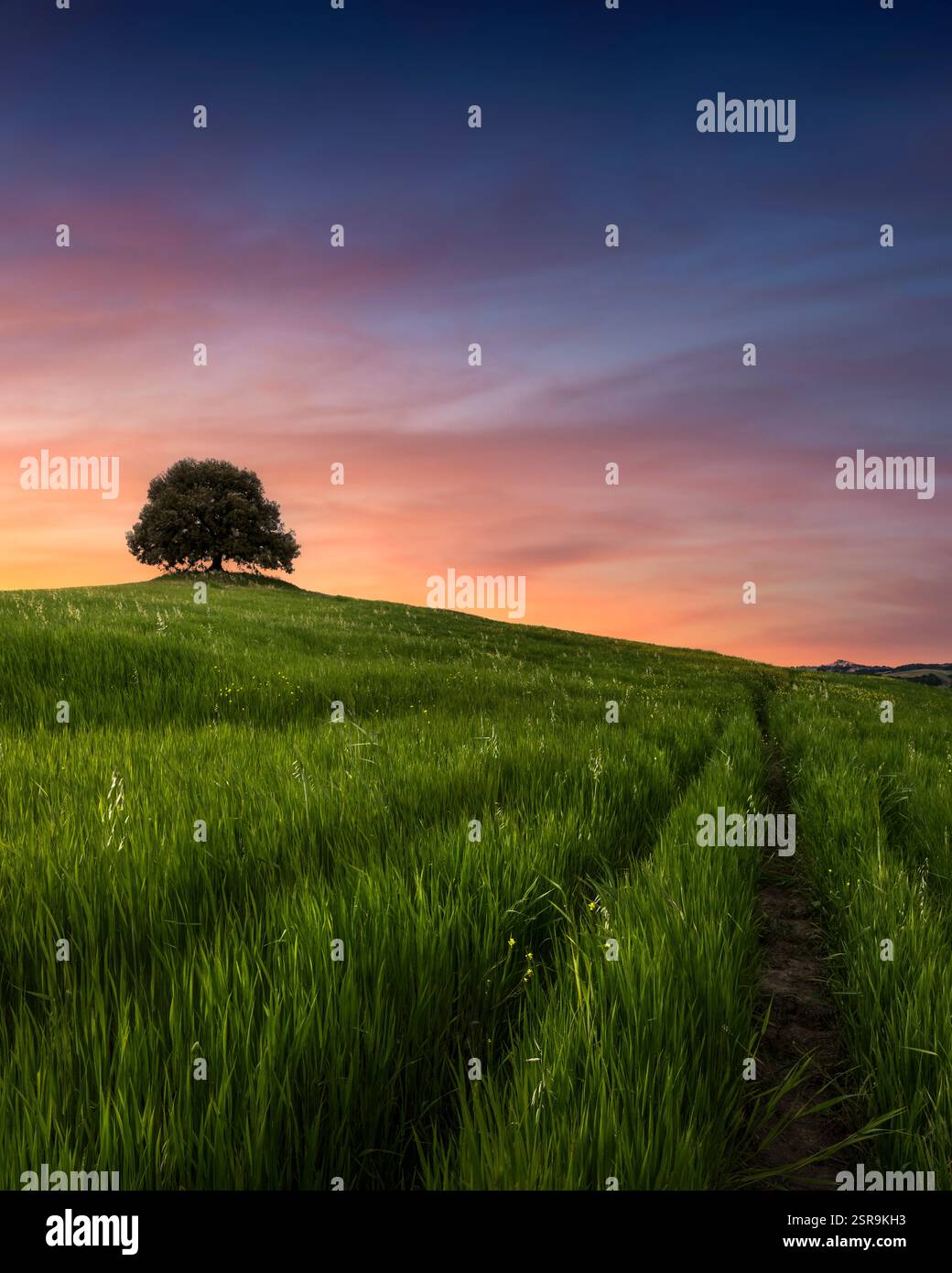 Lecci in cima alla collina al tramonto in primavera. Pieve a sali, Buonconvento, provincia di Siena, Toscana Foto Stock
