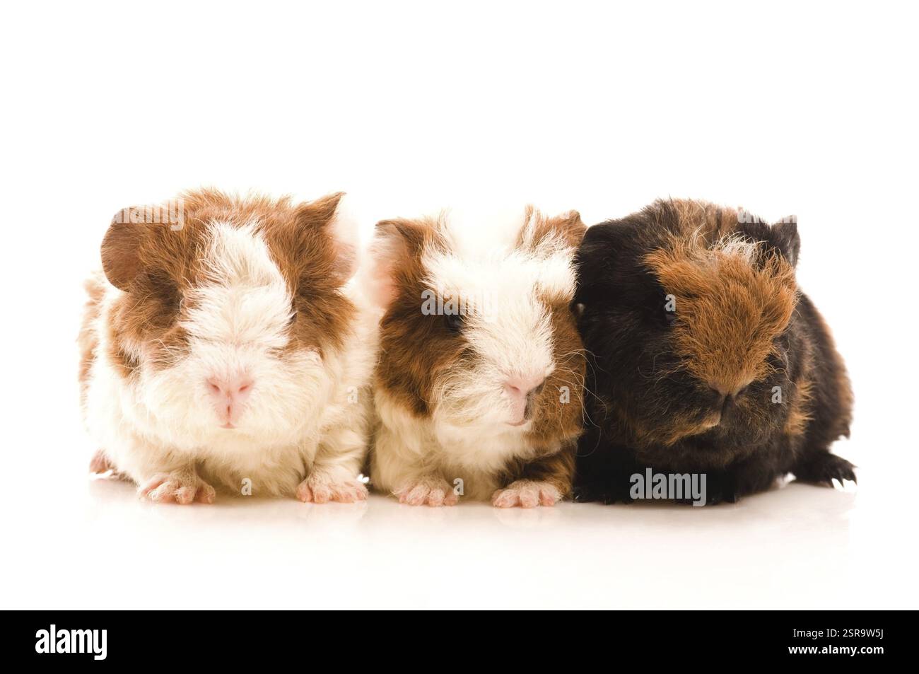 Baby cavie Foto Stock