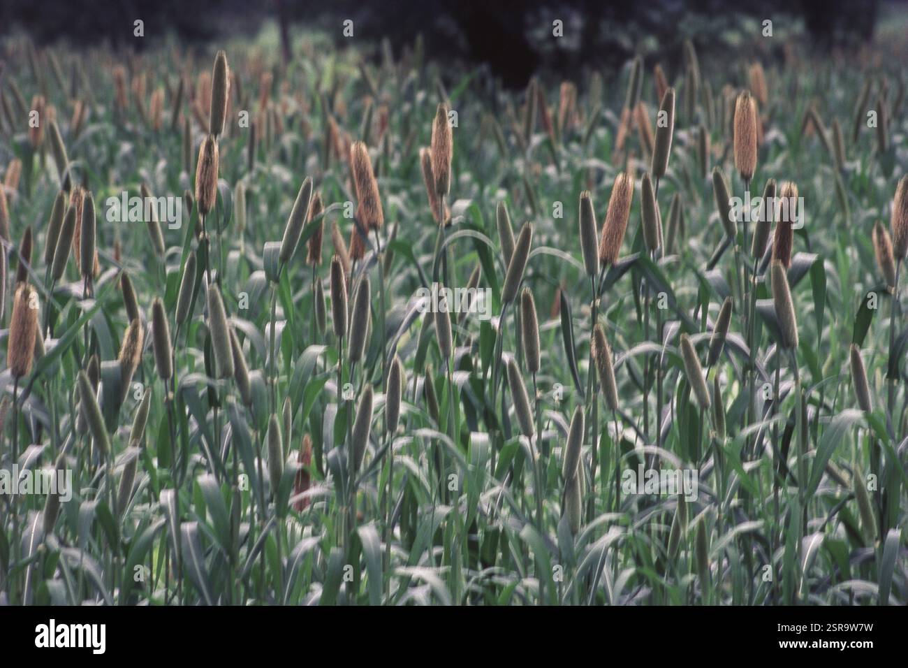 Primo piano di Bajra, campo di cereali, Sakori, Maharashtra, India, Asia Foto Stock