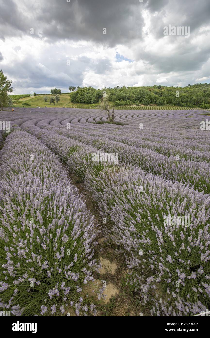 Splendida serata estiva in un campo di lavanda. Grandi cespugli di lavanda blu che fioriscono in un'area di coltivazione. Paesaggio girato sotto un cielo nuvoloso al lago Bal Foto Stock