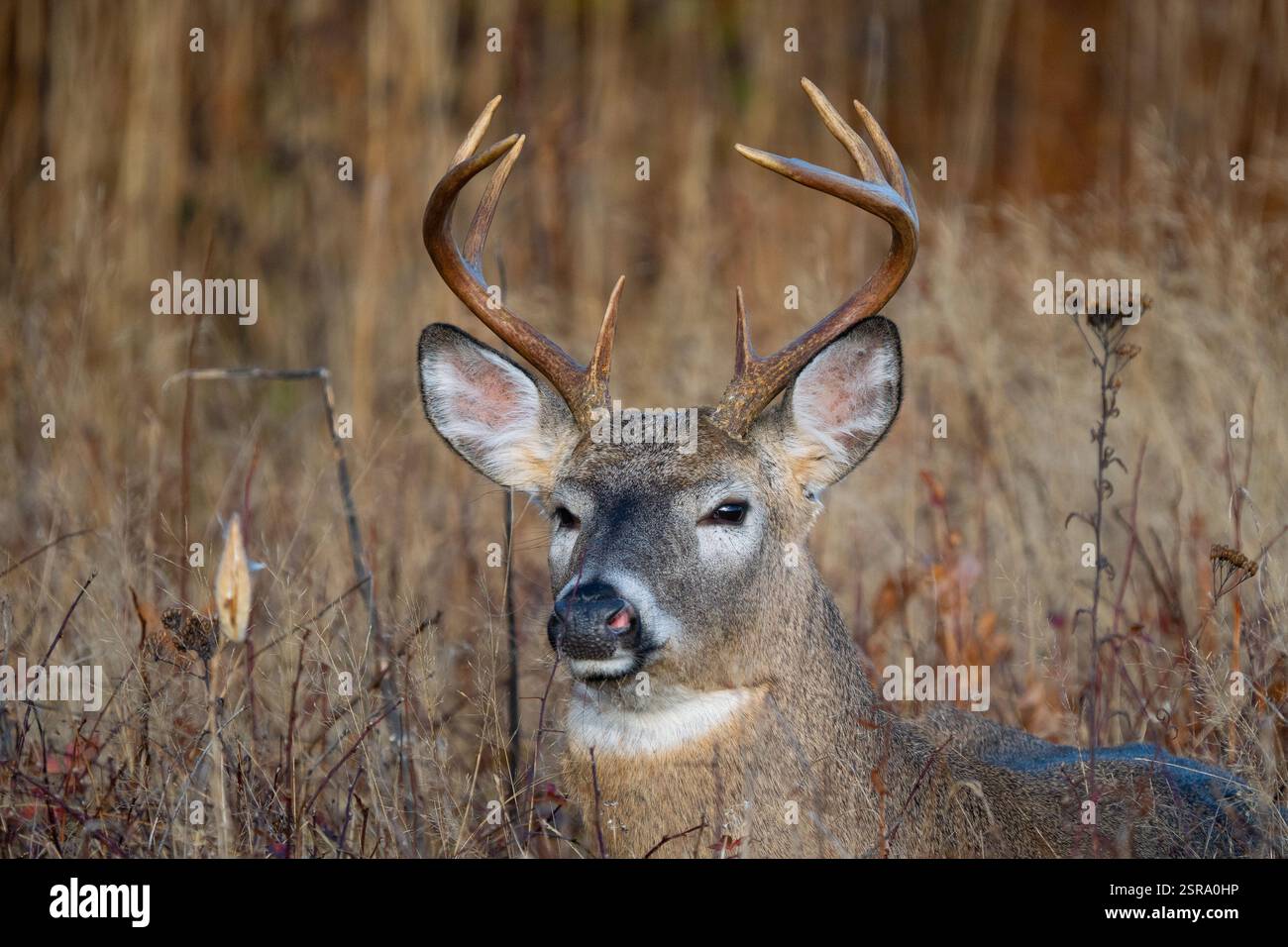 Il Buck bianco (Odocoileus virginianus) è immerso nell'erba alta Foto Stock