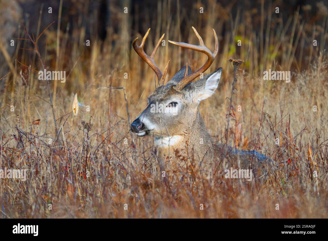 Il Buck bianco (Odocoileus virginianus) è immerso nell'erba alta Foto Stock