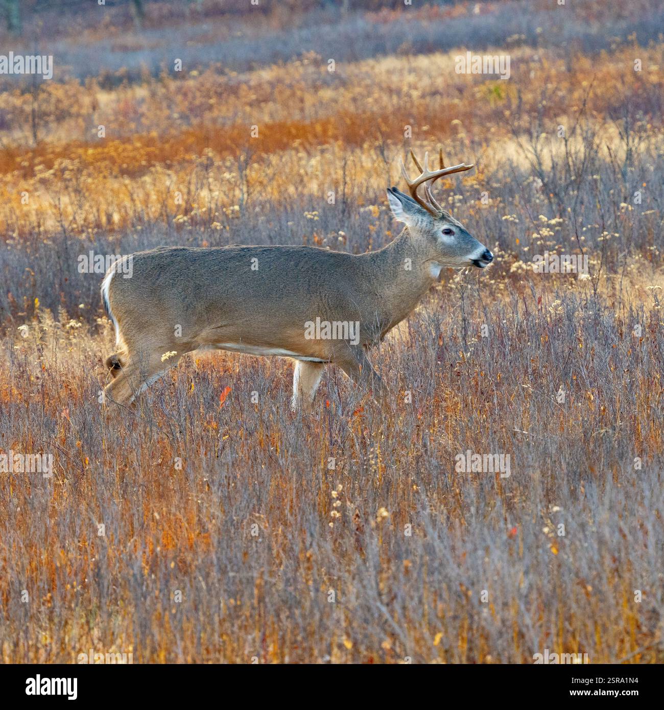 Buck dalla coda bianca (Odocoileus virginianus) Foto Stock
