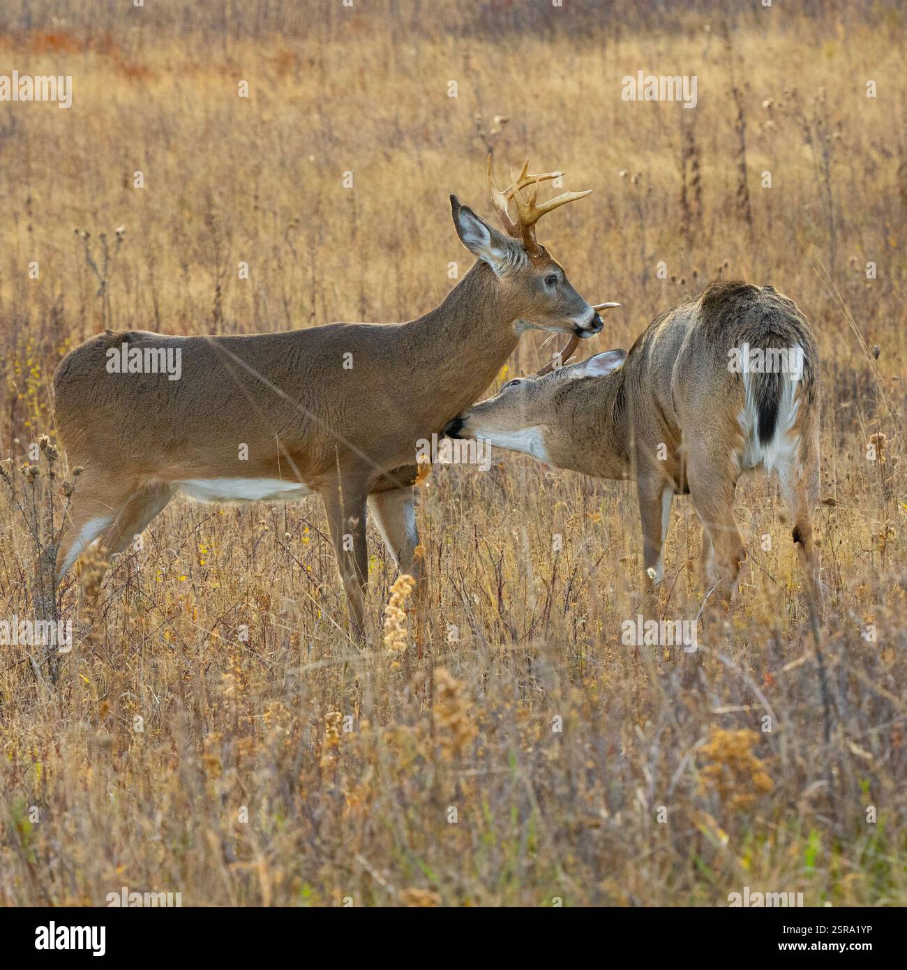 Due buck dalla coda bianca (Odocoileus virginianus) che si si stanno preparando a vicenda Foto Stock