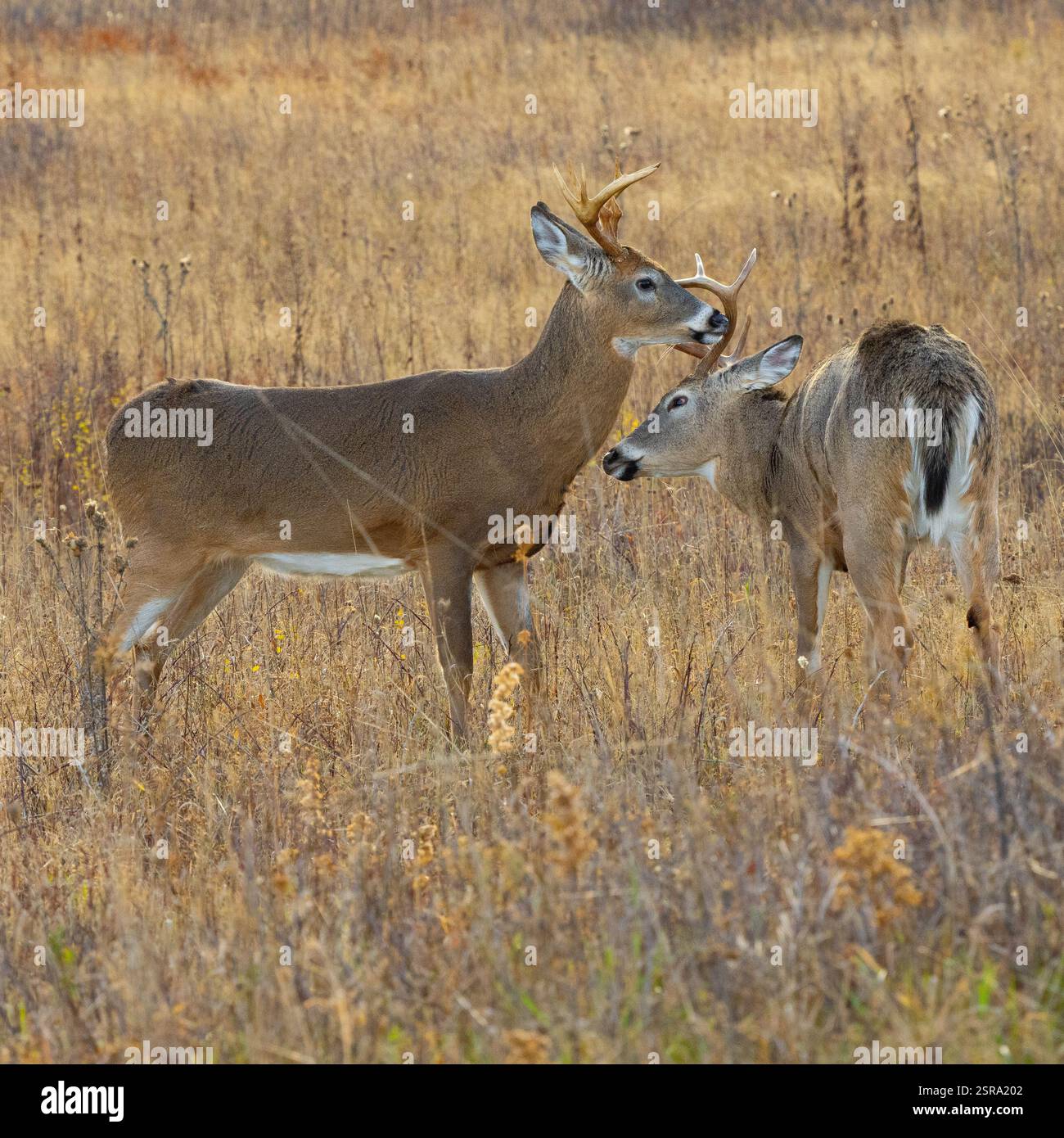Due buck dalla coda bianca (Odocoileus virginianus) che si si stanno preparando a vicenda Foto Stock