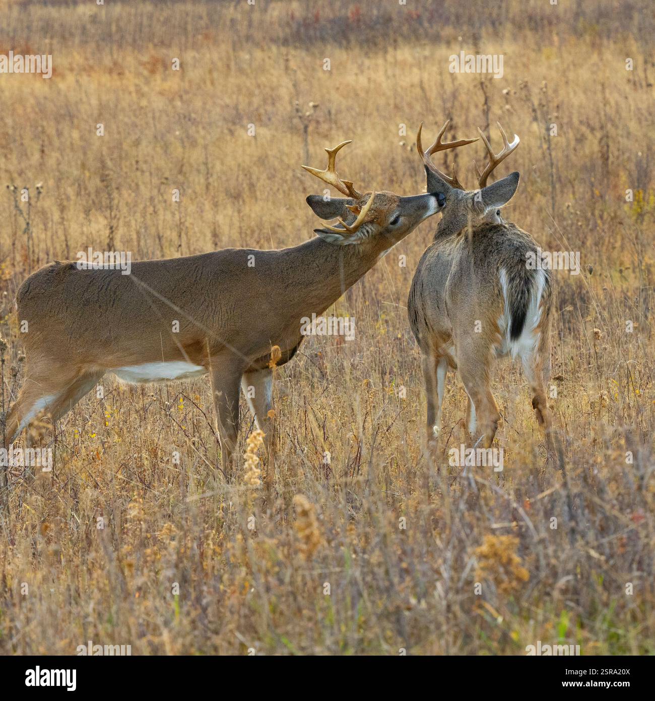 Due buck dalla coda bianca (Odocoileus virginianus) che si si stanno preparando a vicenda Foto Stock