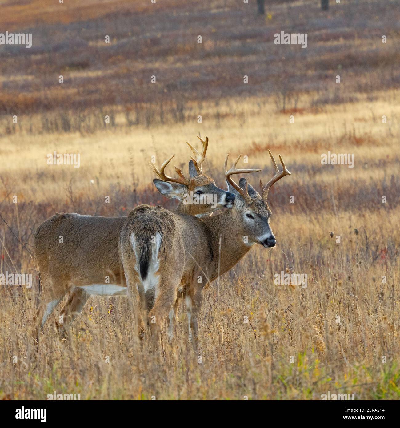 Due buck dalla coda bianca (Odocoileus virginianus) che si si stanno preparando a vicenda Foto Stock