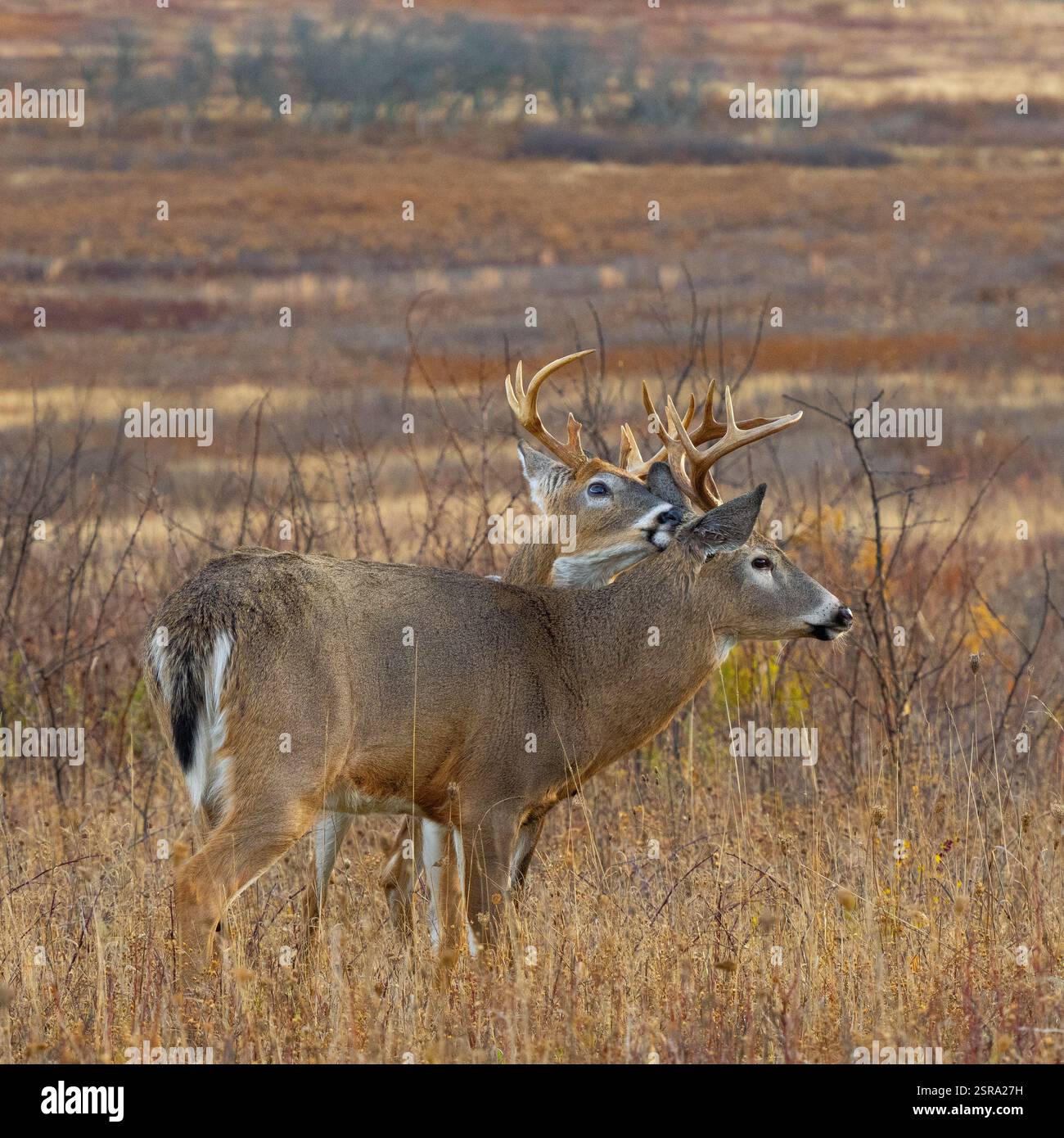 Due buck dalla coda bianca (Odocoileus virginianus) che si si stanno preparando a vicenda Foto Stock