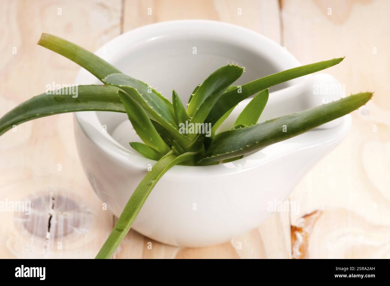 Aloe vera - erboristeria, polonia Foto Stock