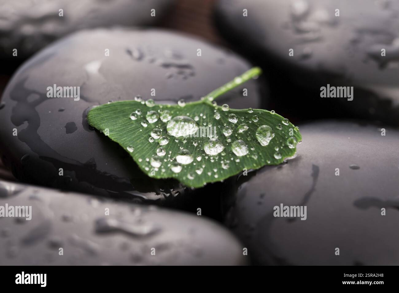 Pietre Zen e foglie di ginko biloba con gocce d'acqua Foto Stock