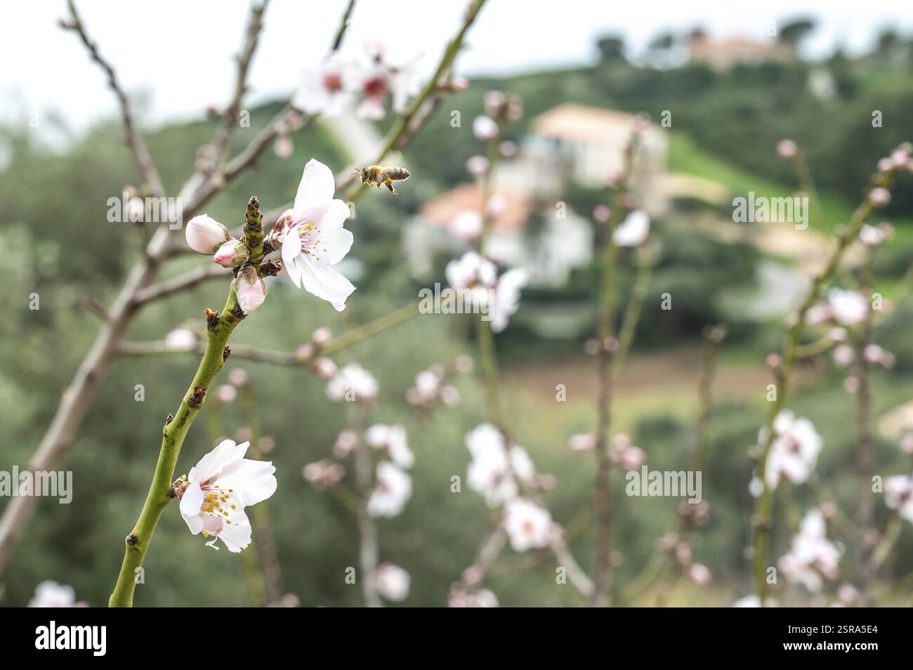 Particolare delle mandorle in fiore con api occidentali (Apis mellifera) di fronte al villaggio di Cargese sulla costa occidentale, Corsica, Francia, Europa Foto Stock