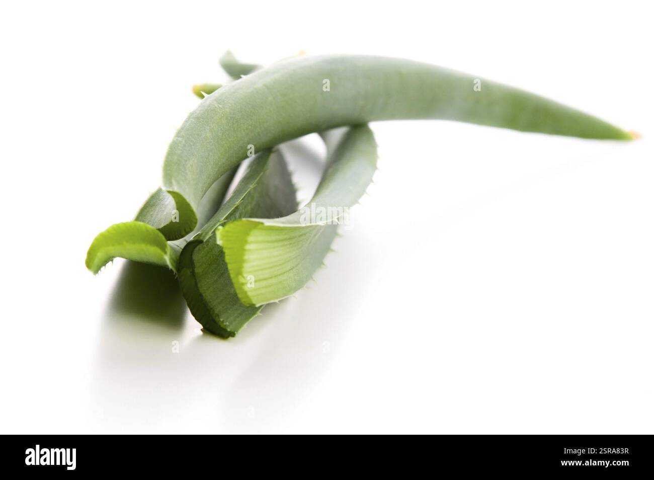 Aloe vera - erboristeria, polonia Foto Stock