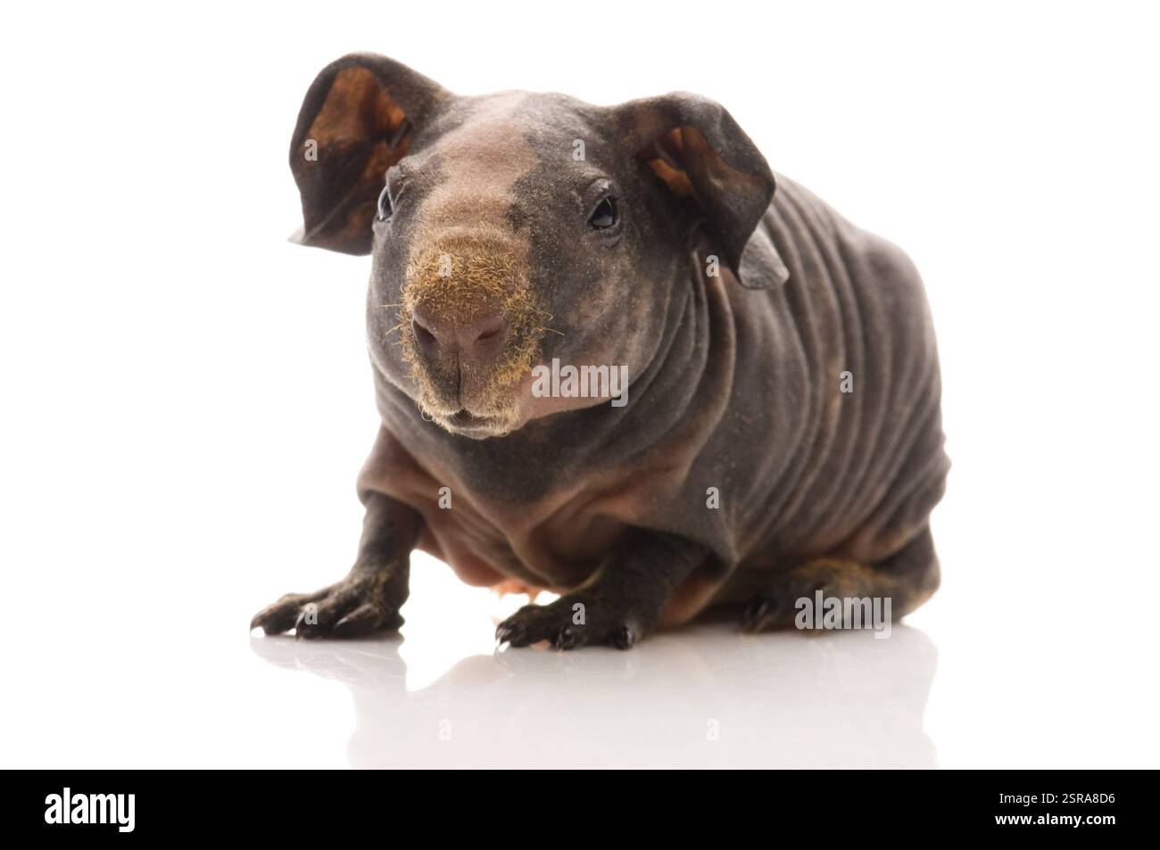 Porcellino d'India magro, polonia Foto Stock