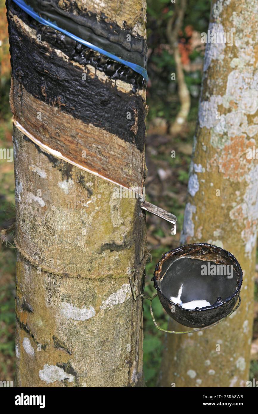 Gomma grezza ficus elastica raccolta dalla fabbrica di gomma di Kottayam, Kerala, India, Asia Foto Stock