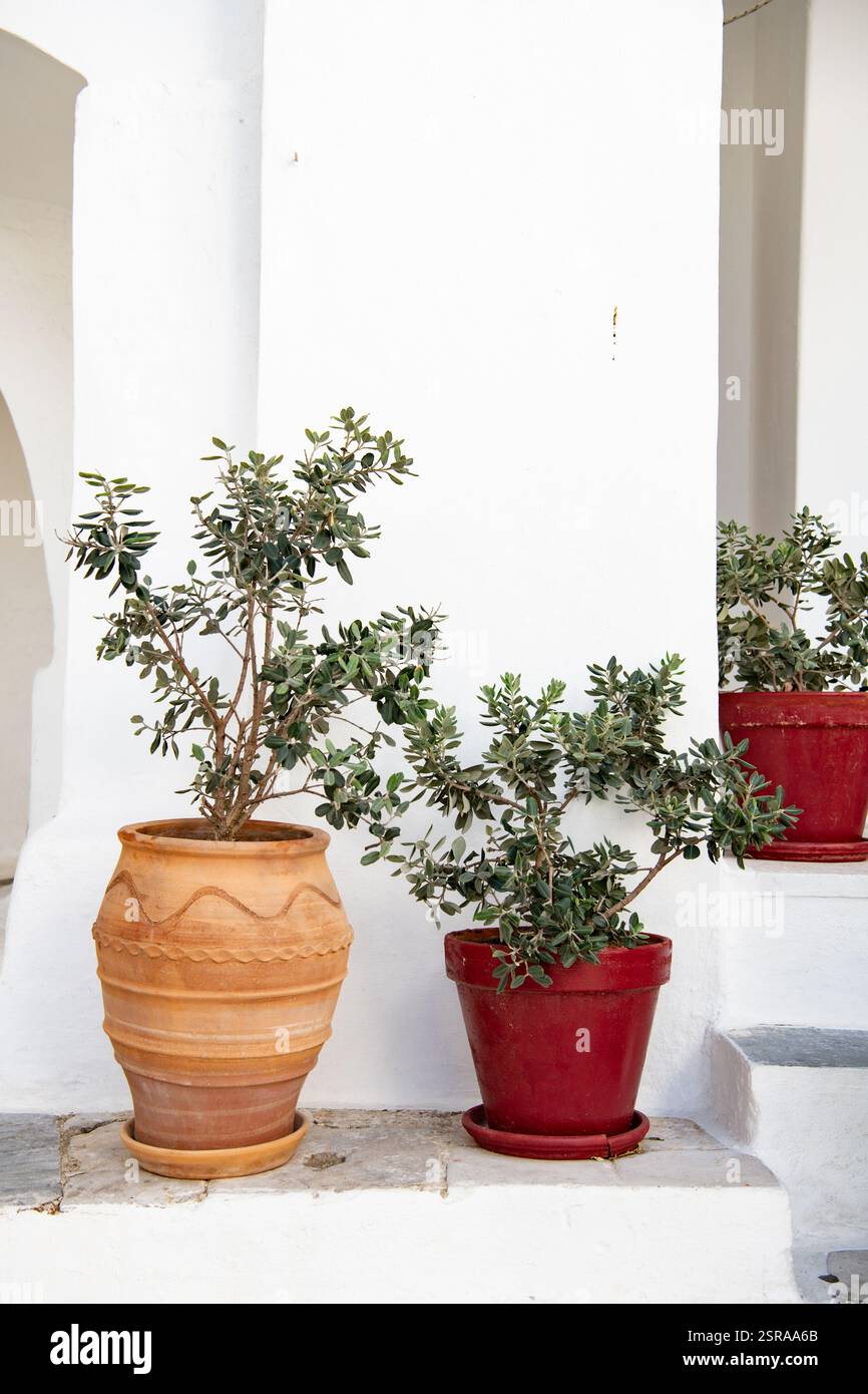 Olivo in una pentola di terracotta su una parete bianca Foto Stock