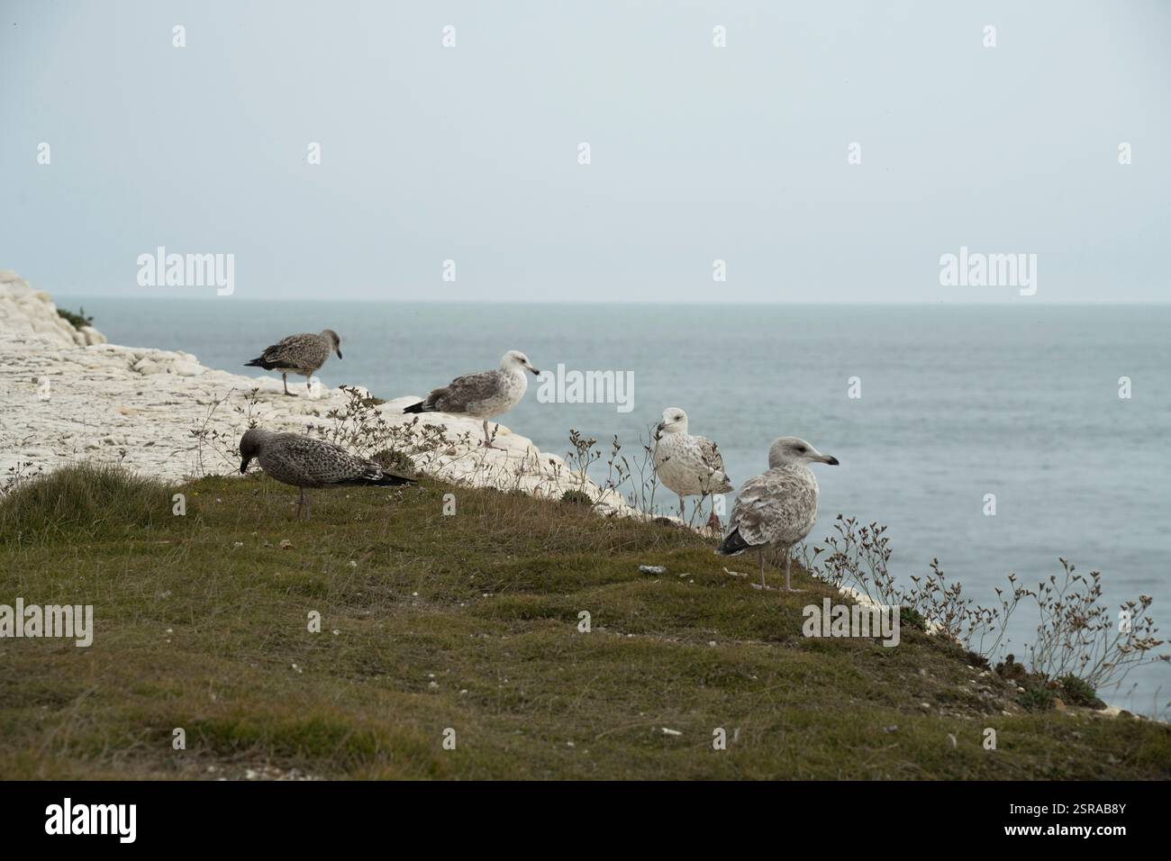 Quattro gabbiani sulle scogliere di Seaford, nel Regno Unito, in cerca di cibo. Foto Stock