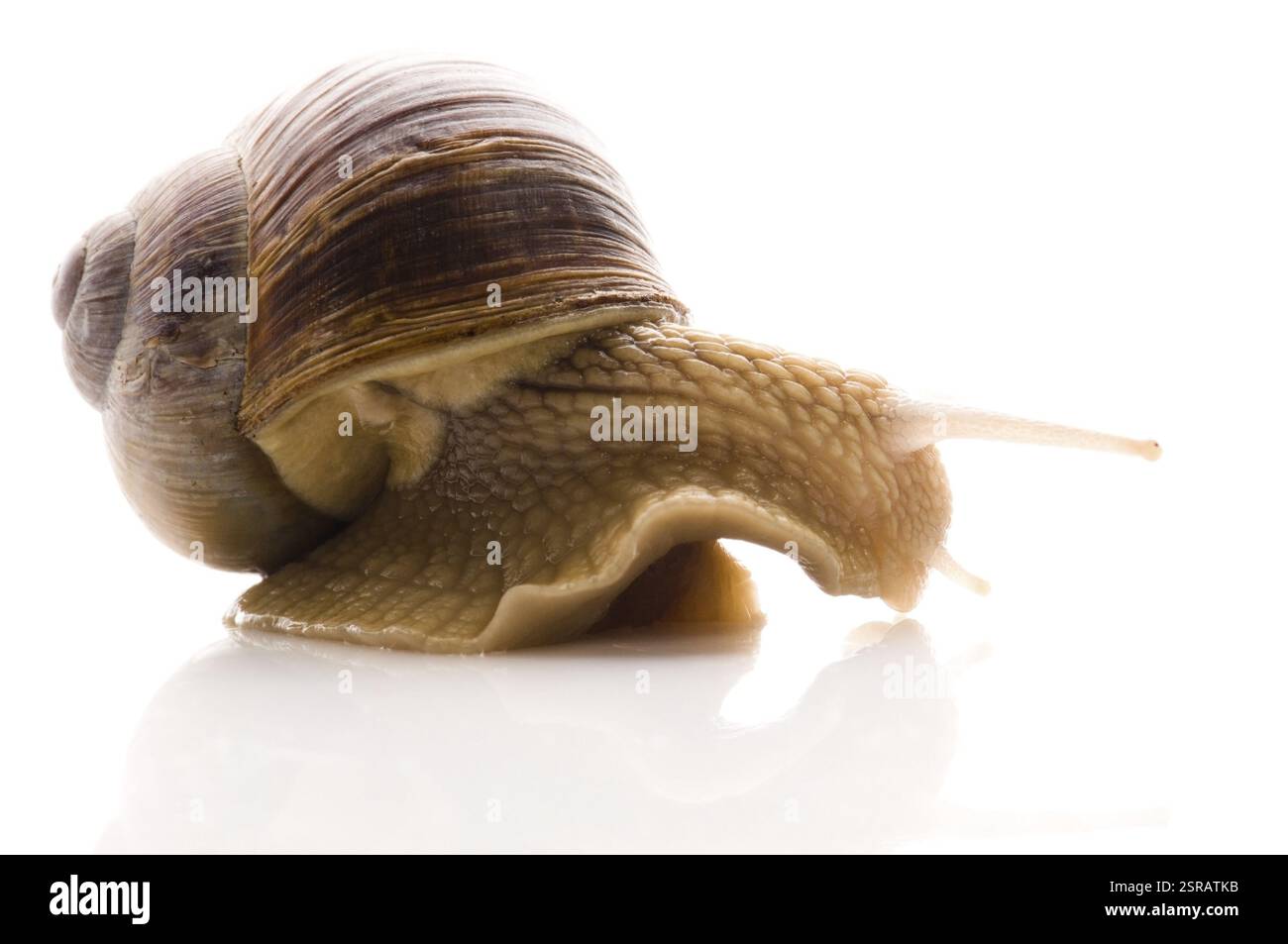 Lumaca. animale isolato su sfondo bianco, polonia Foto Stock
