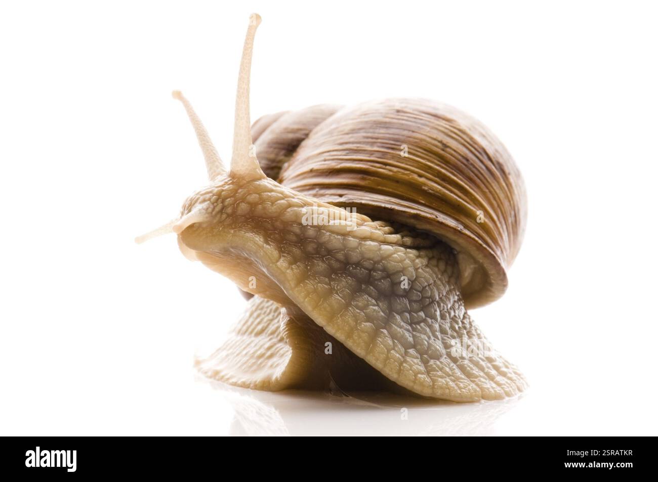 Lumaca. animale isolato su sfondo bianco, polonia Foto Stock